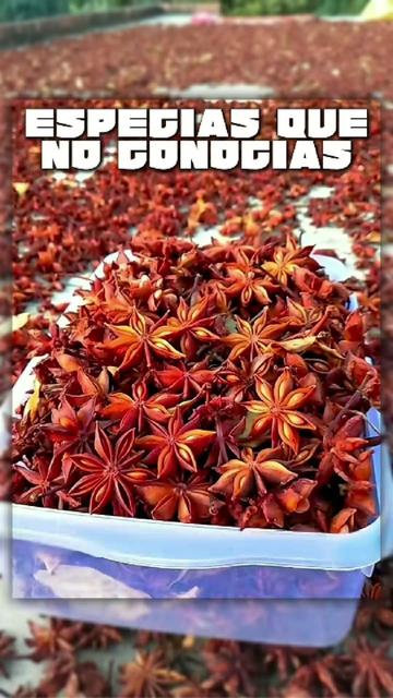 @DataShock