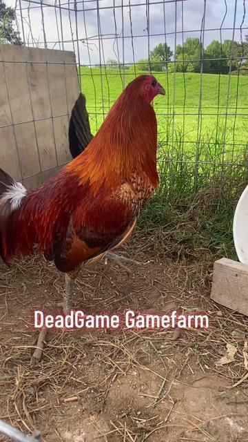 @DeadGame.Gamefarm