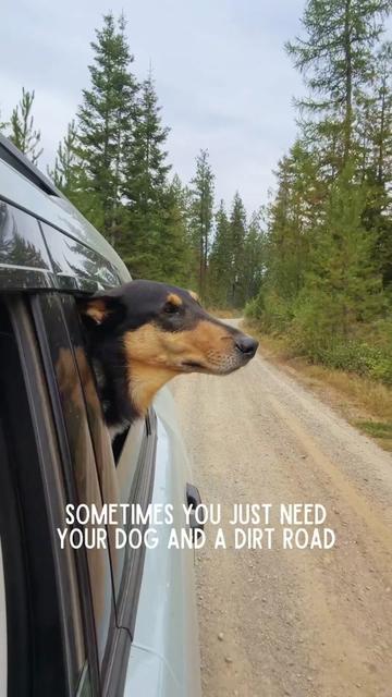@lauren | dog behavior pro