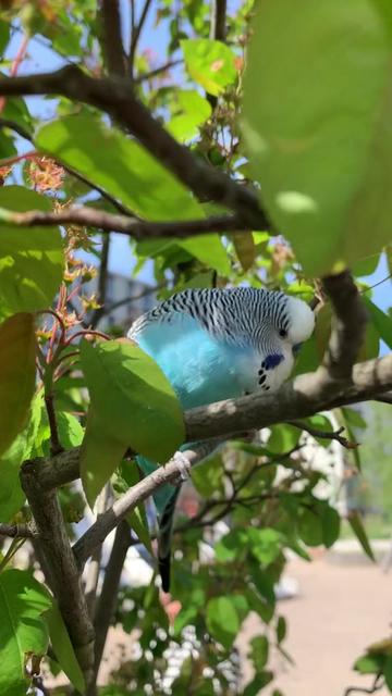 @Blu_the_budgie 🇹🇹