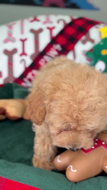 @homeraisedtinypoodles