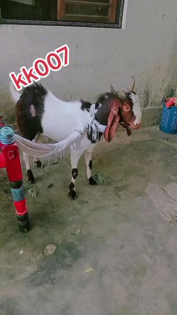 @Bashir Baloch😎❤️