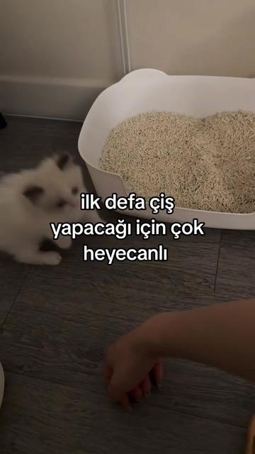 @rolland