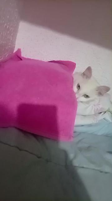@Karoleos12gatos