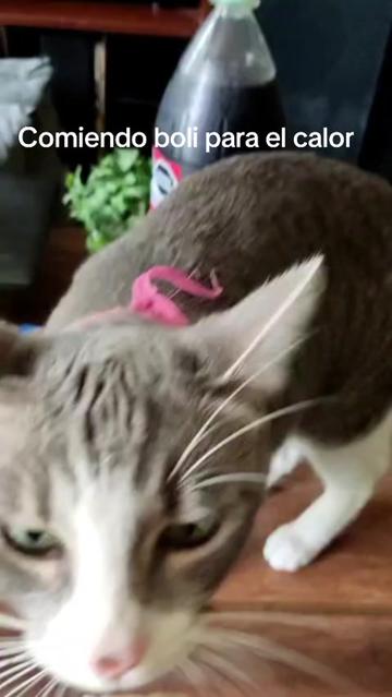 @CutiesCat House