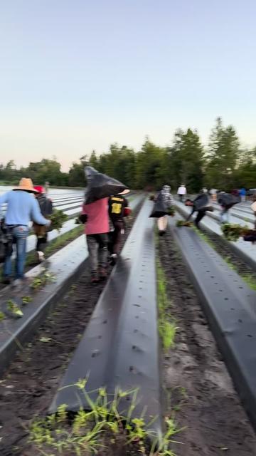@AVL HARVESTING 👨🌾