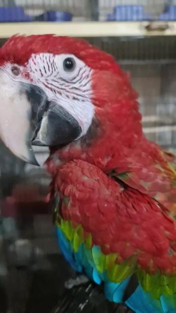 @ROYAL BIRD US