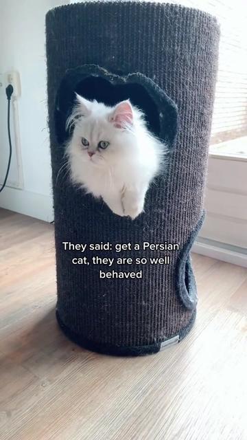 @Dutchkittycat