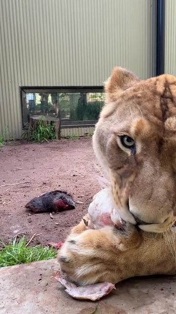@Perth Zoo