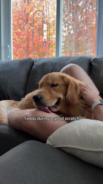 @Teddy & Tucker🐾
