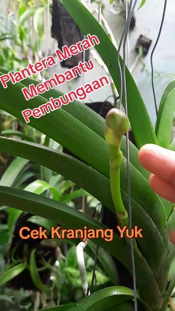 @Ambar healthy herbapedia