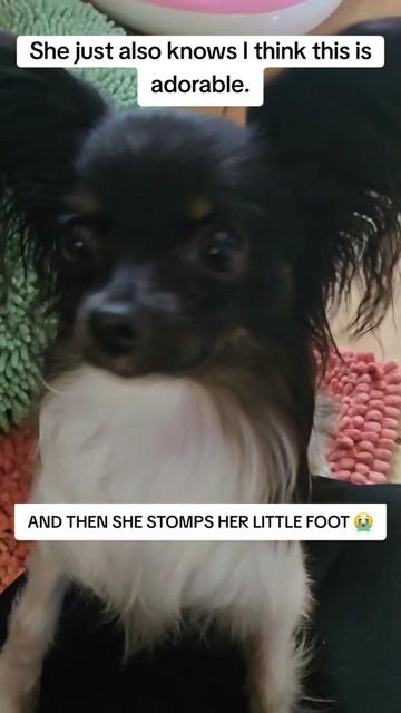 @TheLittleLunaBean
