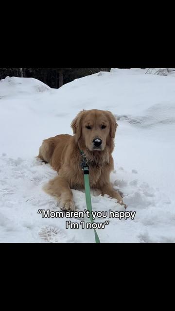 @rigatoni_thegolden