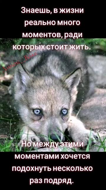 @✸Димон_Волк✸