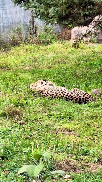 @The Wildcat Sanctuary
