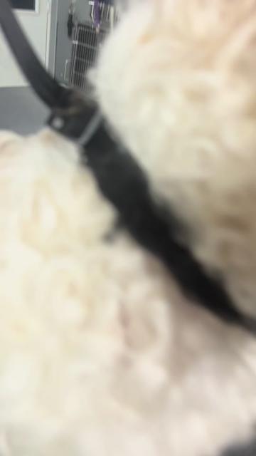 @Softskinpuppies
