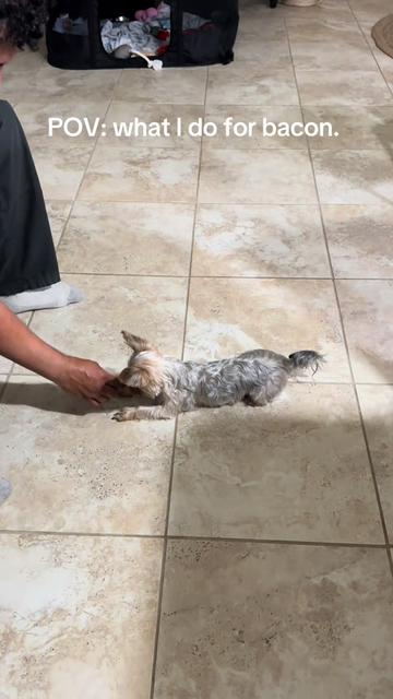 @Penny the Yorkie