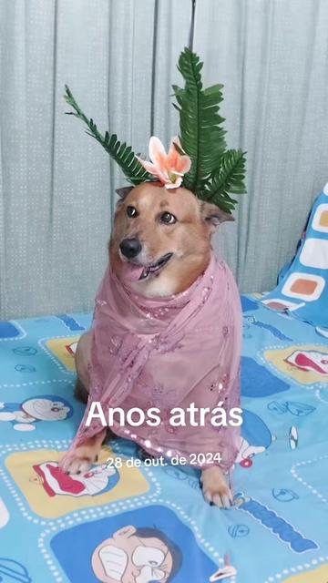 @user1659335201362