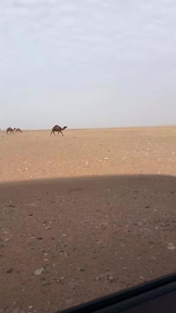 @جميل الرويلي