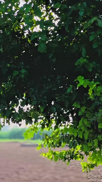 @𝘽𝙇𝘼𝘾𝙆 𝙇𝙄𝙁𝙀_𝟖𝟎𝟒🇧🇫