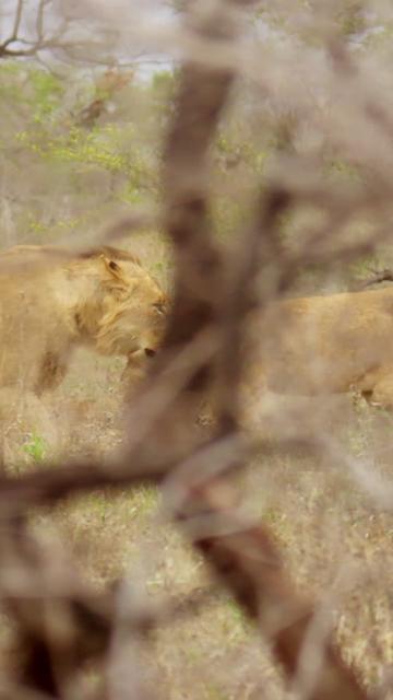 @Kai Meyer | Wildlife Filmmaker