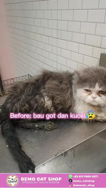 @Bemo Catshop
