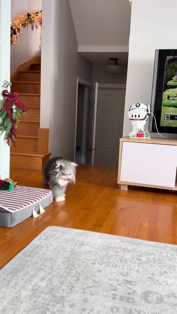 @atchoumthecat