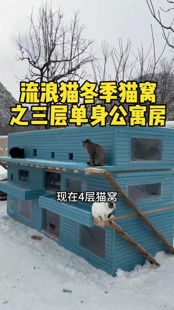 @小可爱猫猫们