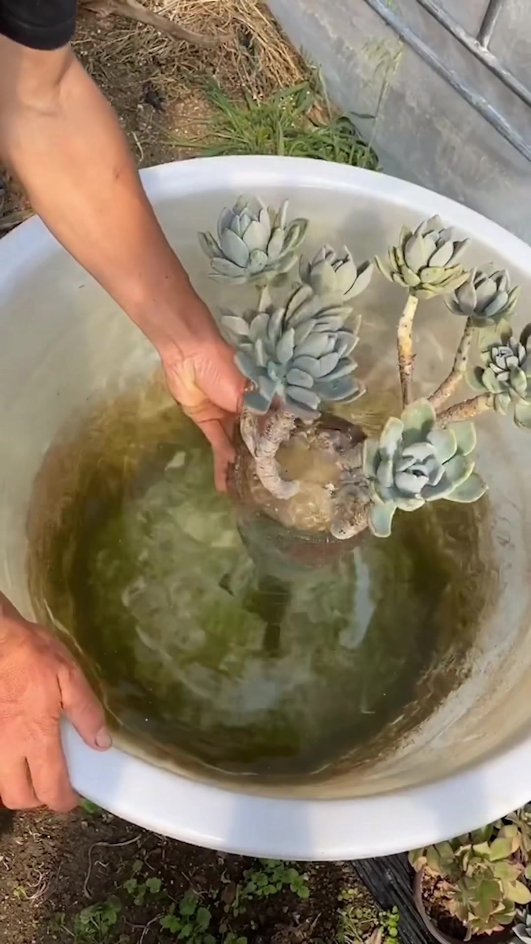 @Succulent Garden