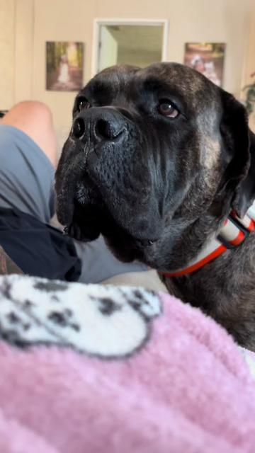 @HULK the mastiff