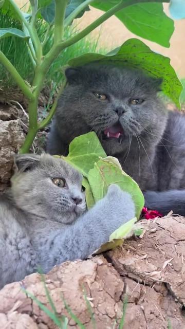 @Chonky World Of Cats
