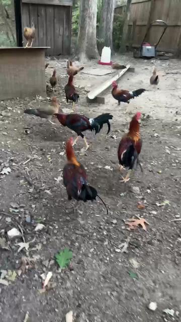 @Dragon game farm