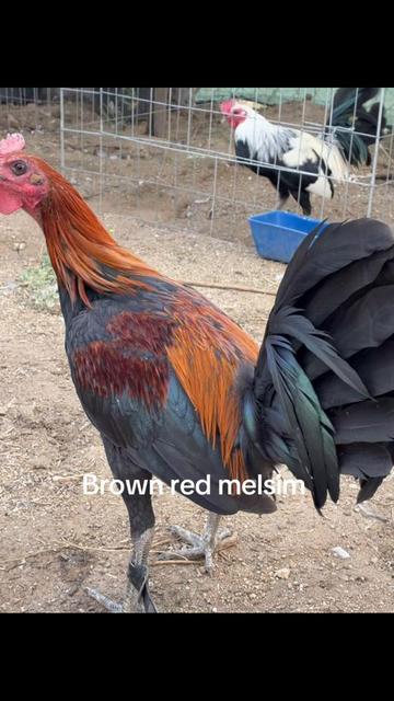 @A.MENDOZA.FARM.USA 74HWY