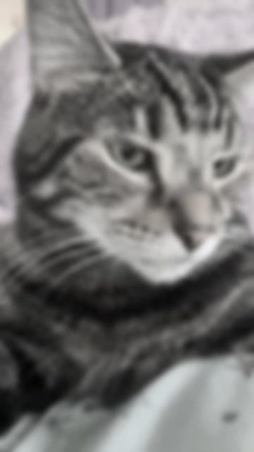 @romina.owned.by.cats