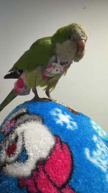 @Charlie🦜