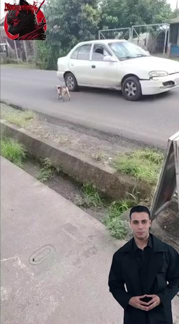 @Modoanimal