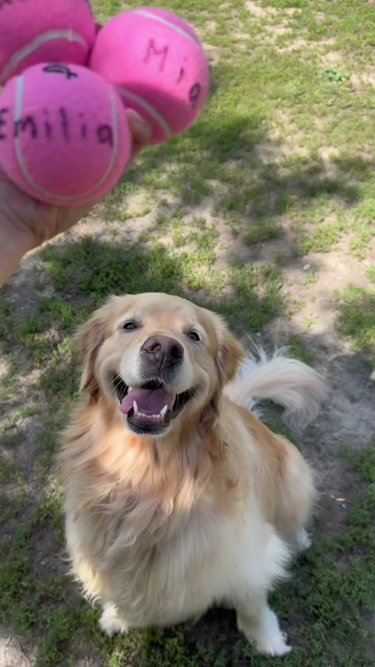 @Daisy & Maple the Goldens