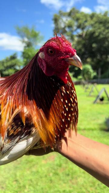 @LA GAME FARM
