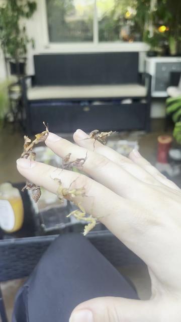 @Mythic Mantis