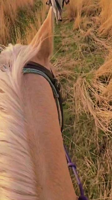 @Cowgirl Tuff Colt Training ❤️