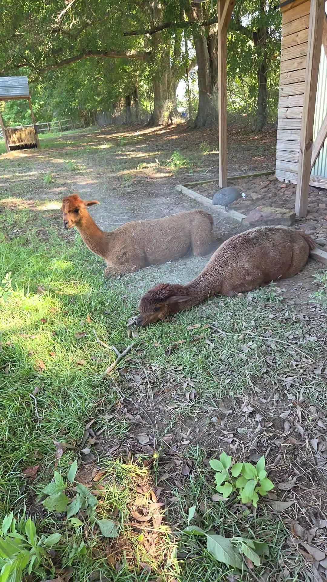 @alpacalypsenow