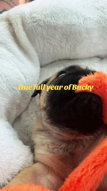 @thewinterpug