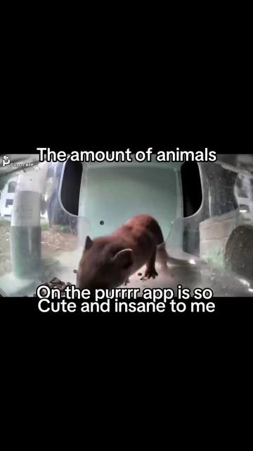 @purrrr