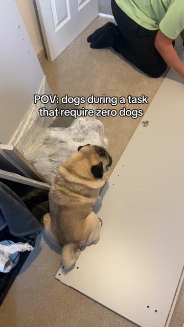 @Wee Winston The Pug