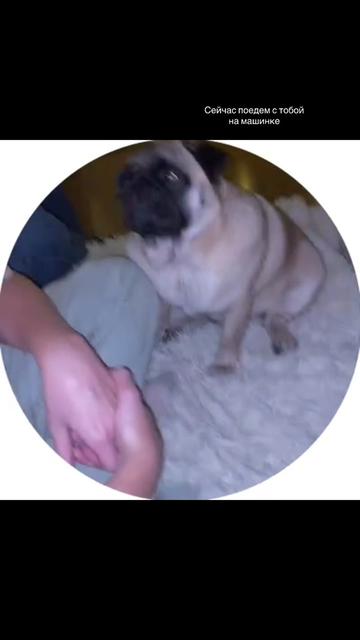@Мопс Луиза