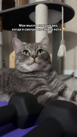 @Спасенные с улицы котики ❤️