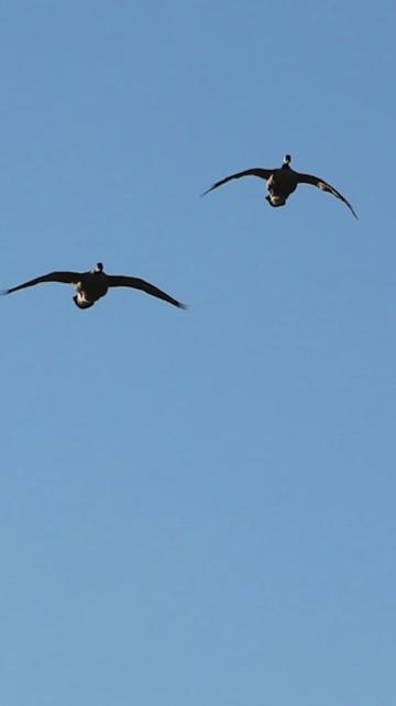 @Birdbath Waterfowl🦆