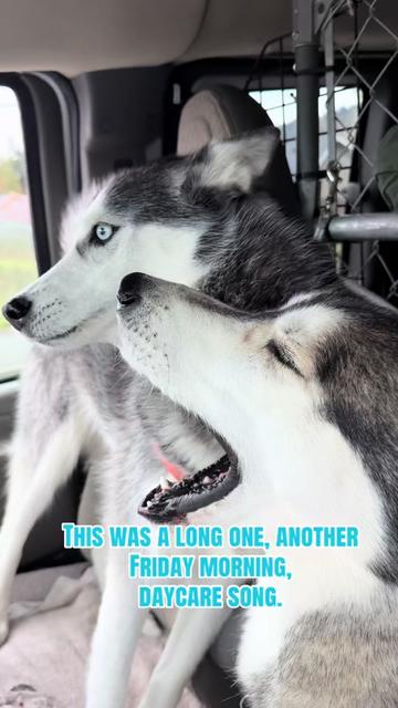 @Derpydogbus