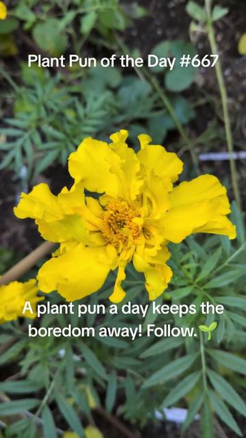 @The Plantiful Gardener