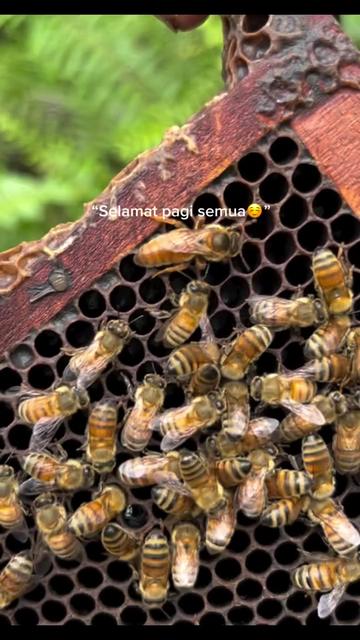 @maduclb🍯